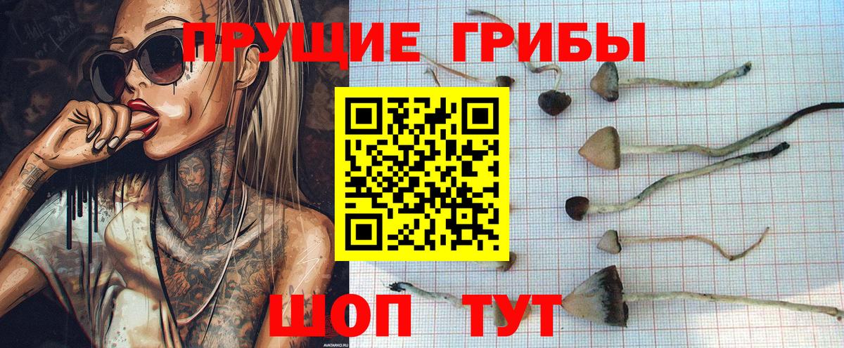 Кирово-Чепецк  Псилоцибиновые грибы MAGIC MUSHROOMS  Вход с VPN 